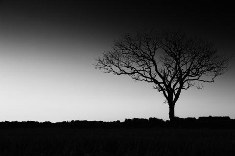 Lonely Tree