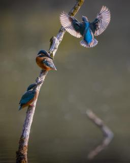 Dreierlei Eisvogel