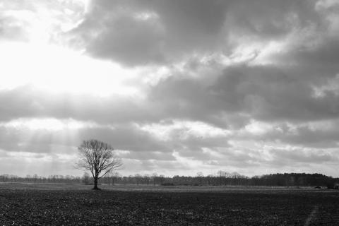 Baum allein auf weiter Flur schwarz weiss 12