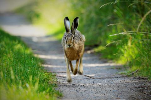 Hase im Lauf DSC5291 (2)