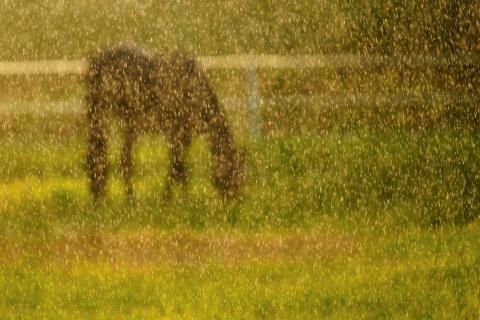 Pferd im Regen 