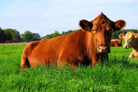 Glückliches Rind auf der Weide