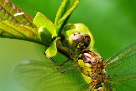 Libelle 