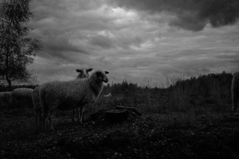 dramatische Schafe