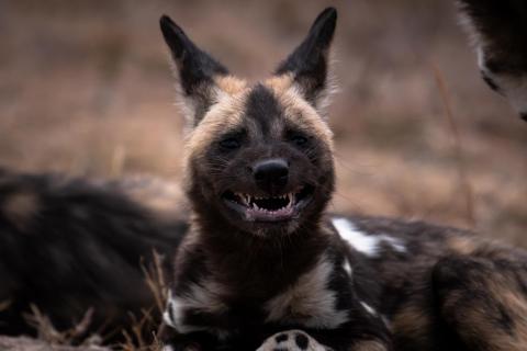 Afrikanischer Wildhund