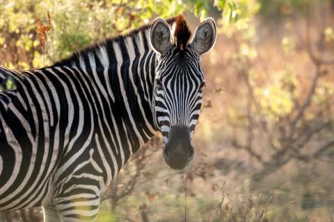 Afrikanisches Zebra