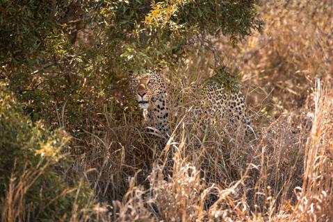 Afrikanischer Leopard