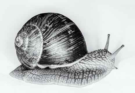 Weinbergschnecke