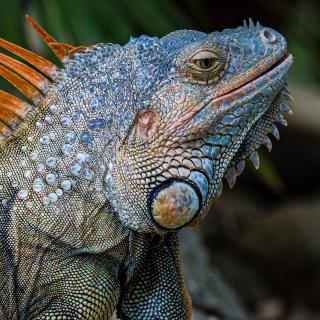 Leguan