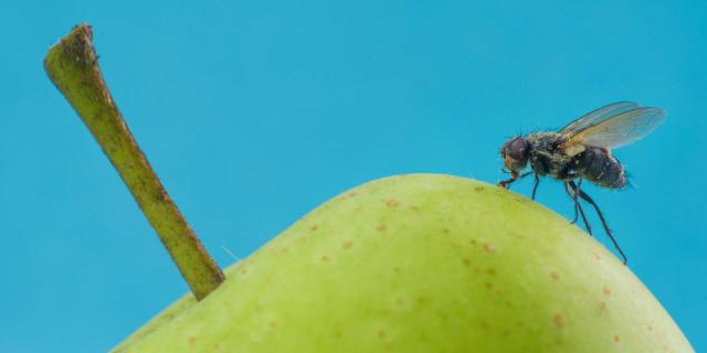 Der Besucher