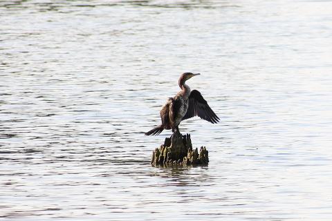 Kormoran