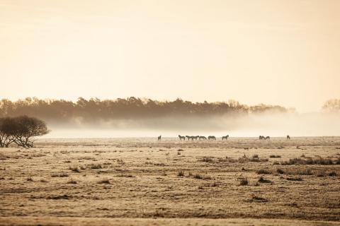 Wild Horses