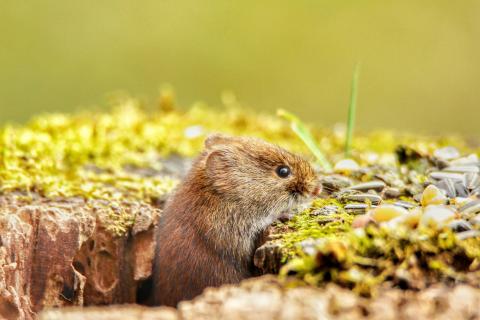 Kleine maus