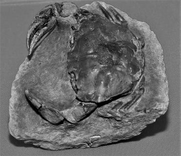 fossile Krabbe