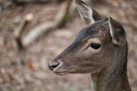 Portrait Rehkitz