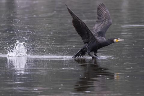 Startender Kormoran an der Elbe in Dresden Laubegast