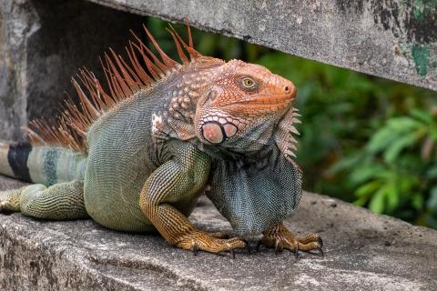 Iguana iguana