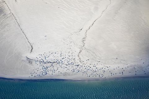 Robben auf einer Sandbank im Wattenmeer