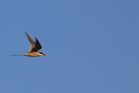 Möwe mit Fisch im Schnabel