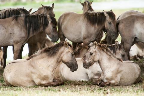 Ruhende Wildpferde