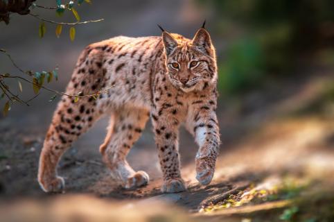 Junger Luchs (Lynx lynx)
