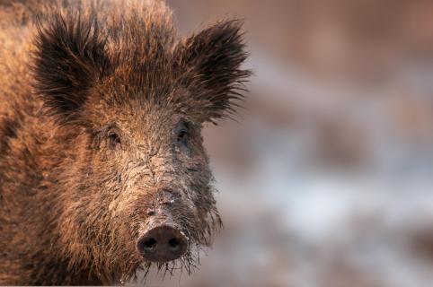 Wildschwein nach dem Schlammbad