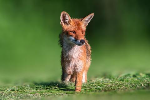 Drei - beiniger Fuchs