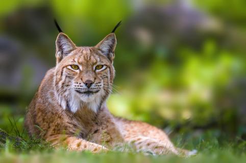 hübscher Luchs (Lynx lynx)