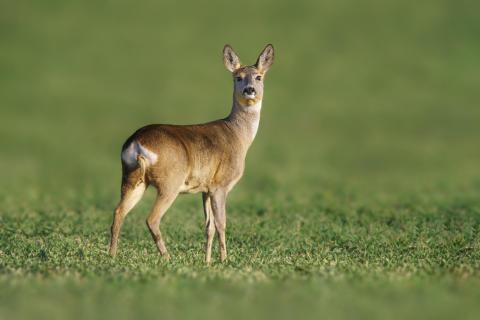 Reh steht auf einem grünen Feld im Frühling