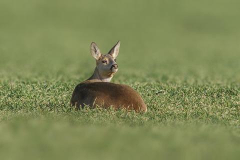 Reh sitzt auf einem grünen Feld im Frühling