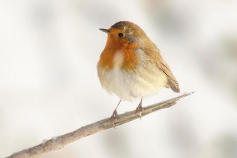 Rotkehlchen im Winter