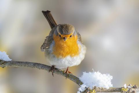 Rotkehlchen im Winterkleid 