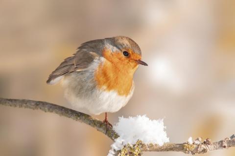 Rotkehlchen auf einem Zweig im Winter