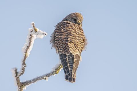 Turmfalke auf einem verschneiten Zweig