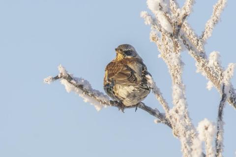 Wacholderdrossel sitzt auf einem verschneiten Zweig