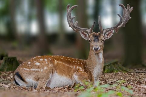 Damhirsches im Laubwald