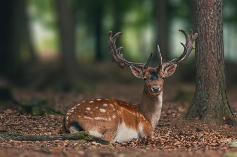 großer Damhirsches im Laubwald