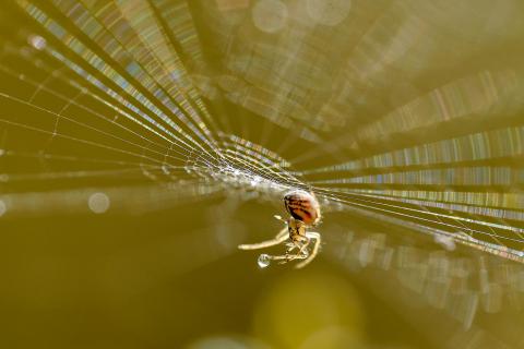 Regenbogenfarbenspiel im Spinnennetz