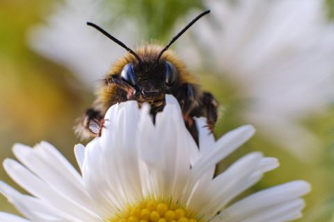 Hummel 