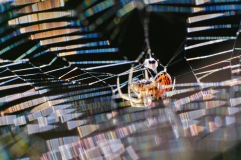 Spinne im.Regenbogennetz