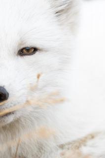 Polarfuchs Portrait