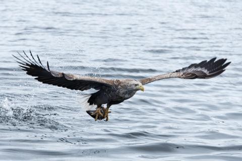 Seeadler