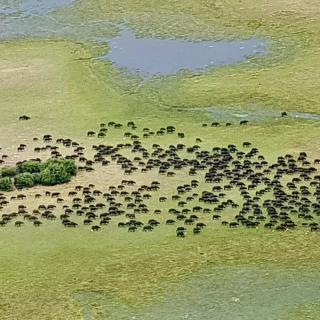 Büffel Okavanga Delta 