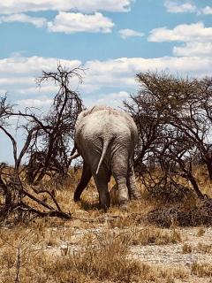 Elefant Backside Namibia 