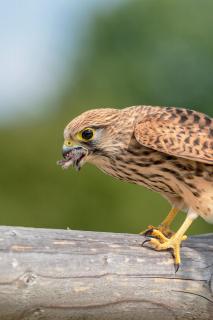 Turmfalke beim Hauptgang