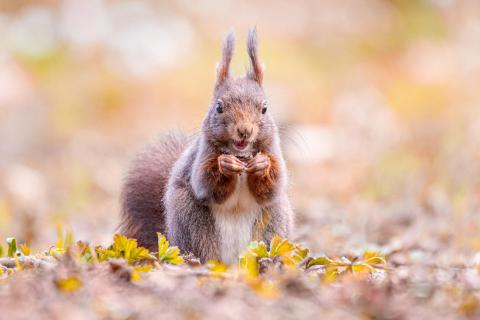 Hungriges Eichhörnchen