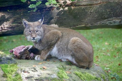 Fressender Luchs