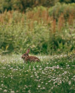 Hase im Blütenmeer