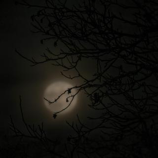 Mond