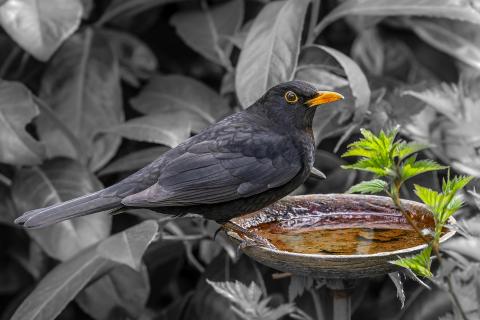 Amsel